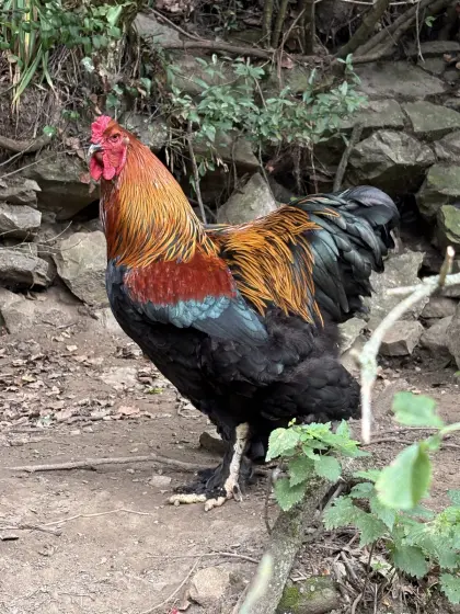 Brahma Junghähne