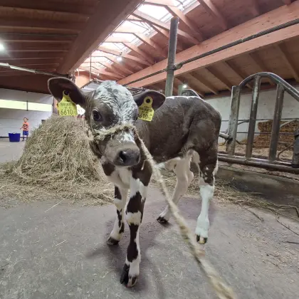Bio Pustertaler Sprinzen x Fleckvieh