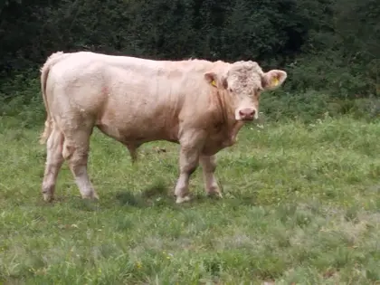 Verkaufe Charolais-Jungstier.
