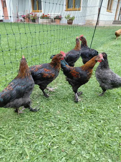 Marans Junghähne