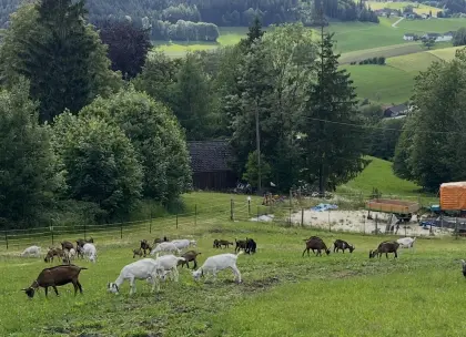 Milchziegen