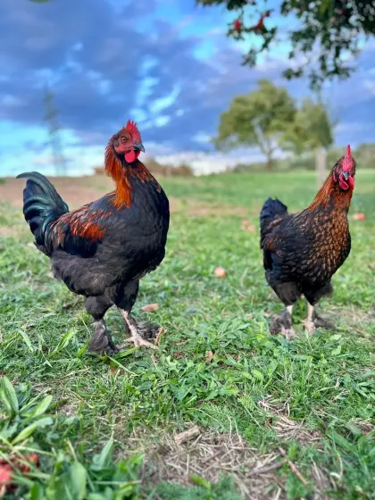 Marans-Junghähne zu verkaufen