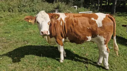 Verkaufe trächtige Kalbin