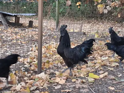 Prachtvolle Ayam Cemani Hähne abzugeben, indonesische Hähne