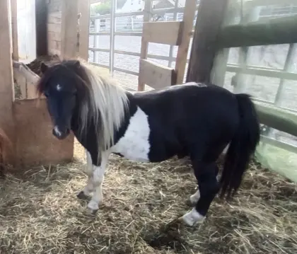 Draxls Pretty Amor, Mini-Shetlandpony Hengst