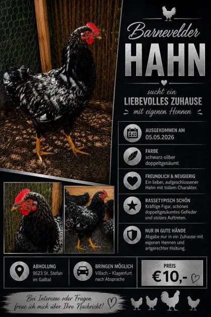 Junge Barnevelder Hähne