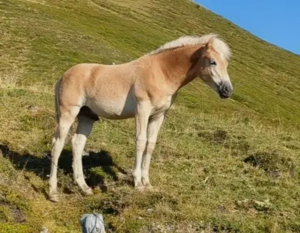 Samson, Haflinger-Junghengst, Top-Charakter, Zukunftsperspektive