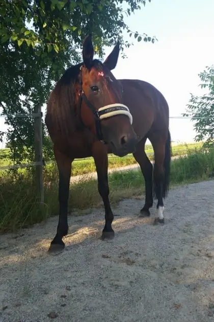 Verkaufe Beistellpferd
