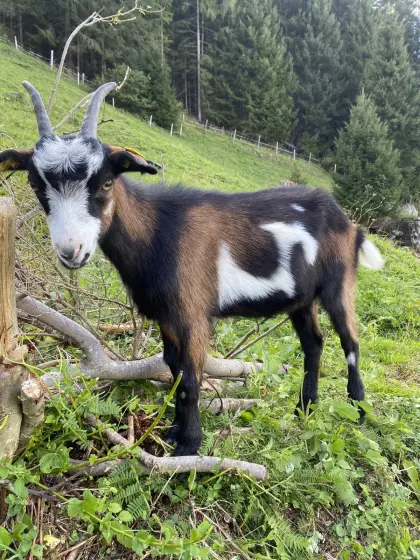 Tauernschecken-Kitz