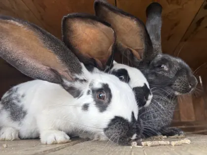 Junge Riesenkaninchen, männlich und weiblich