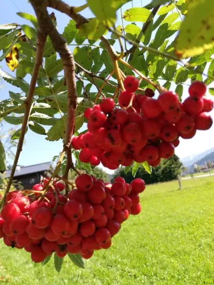 Lohnrebeln von Vogelbeeren, Holler und Schwarzbeeren, Wagrain