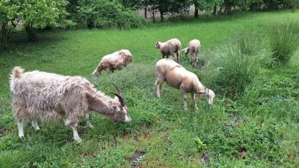 Bio-Lacaune-Lämmer