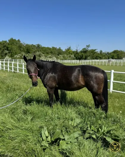 12-jährige liebe Traberstute als Freizeit-/Reitpferd