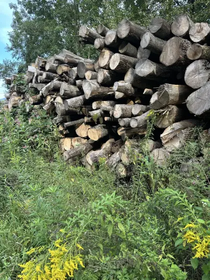 Brennholz Esche ca. 50 bis 60 fm