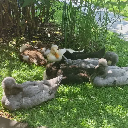 Laufente  und Enten mit kleiner Haube