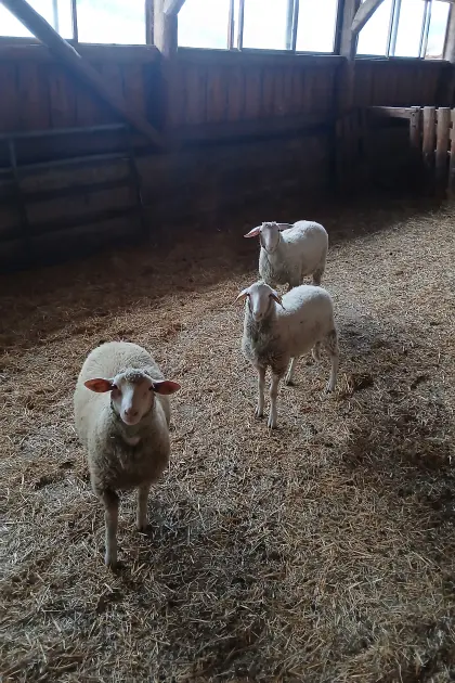 Merino-Lämmer