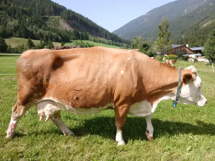Bio-Milchkuh