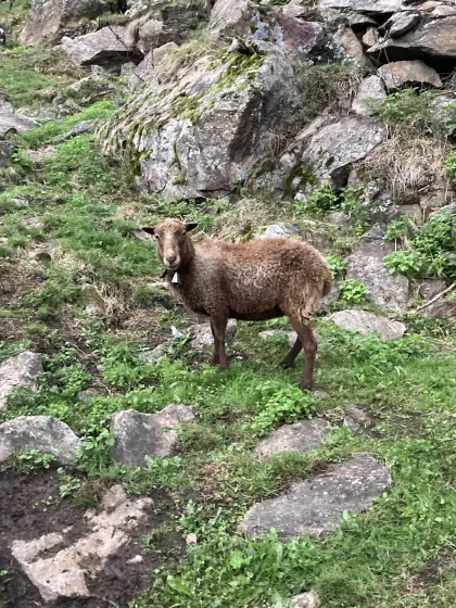 Quessant-Zwergschafe