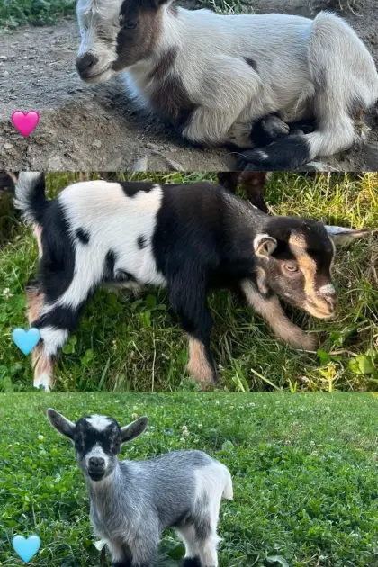 Mini-Zwergziegenkitze