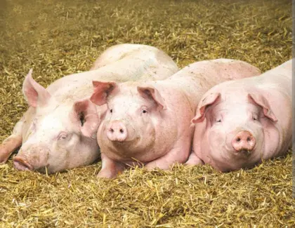 Schwein