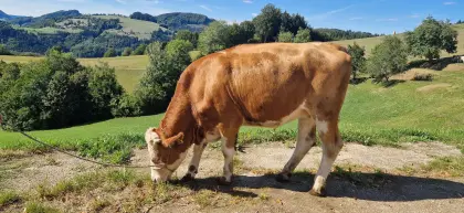 Verkaufe Zuchtkalbin