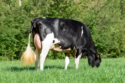 Attraktive Holstein-Jungkuh