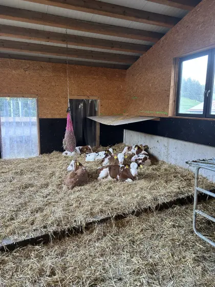 Bio Fleckvieh Kälber