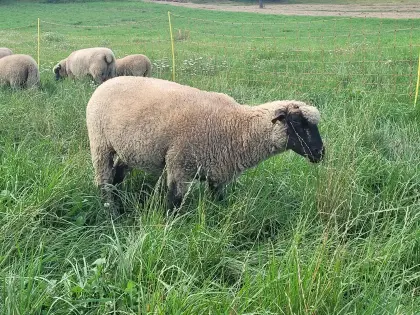 Shropshire weiblich