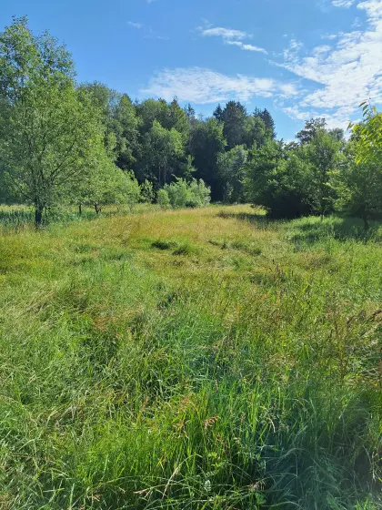 Wiese zum selber Mähen, Grasschnitt zu vergeben