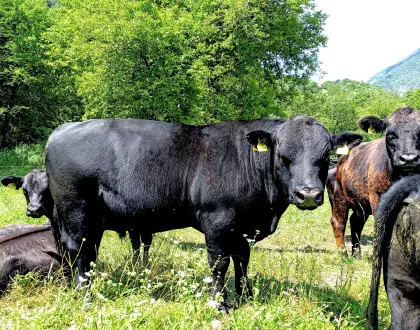 Žaga 112, 5.224 Srpenica