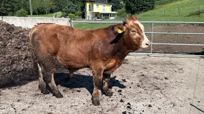 Murbodner Stier Bio