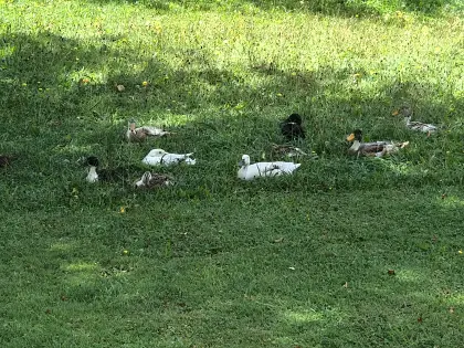 Verkaufe erwachsene Laufenten