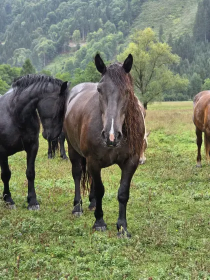 Landgräfin, formschöne Noriker Rappstute zu verkaufen
