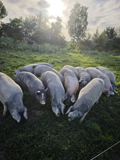 Weideschweine Freiland-Mastschweine