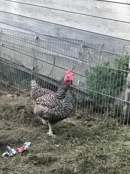 Legehennen