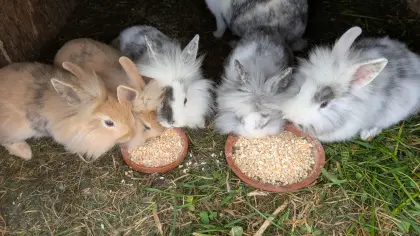 Löwenkopf-Zwergkaninchen