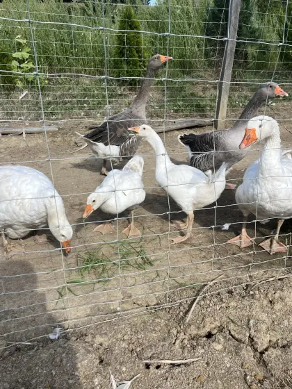 2 Gänse zu verkaufen