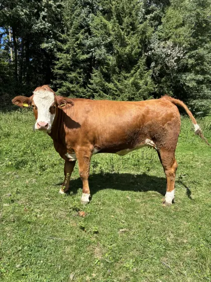 Bio-Kalbin, tragend