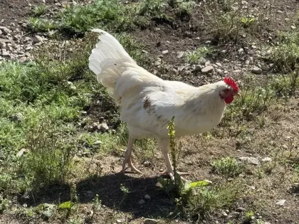 Junghahn