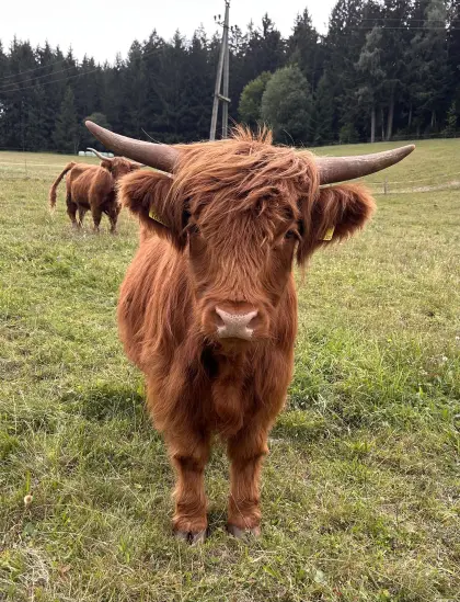 Schottische Hochlandrinder Kalbinnen