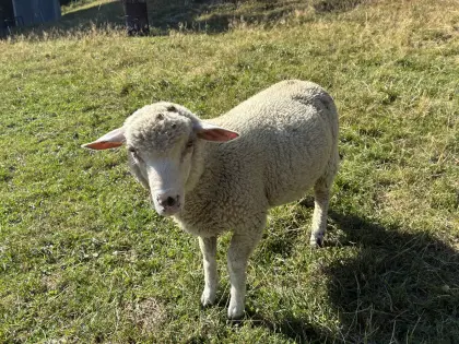 Shropshire/Merino-Widder