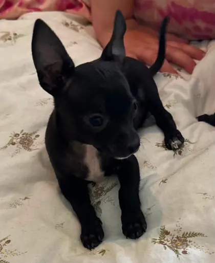 Wunderschöne Chihuahua-Welpen suchen Lieblingsmenschen