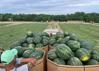 Wassermelone