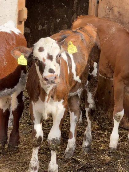 Normande Kalb zu verkaufen
