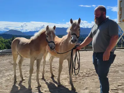 Haflinger Hengstfohlen