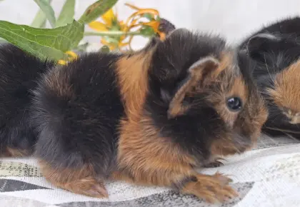Junge Rasse-Meerschweinchen