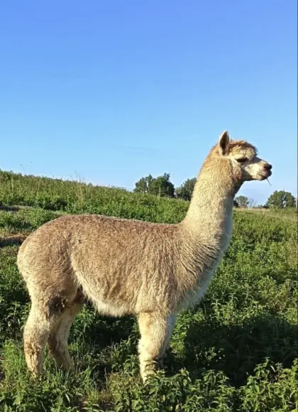 Alpakahengst