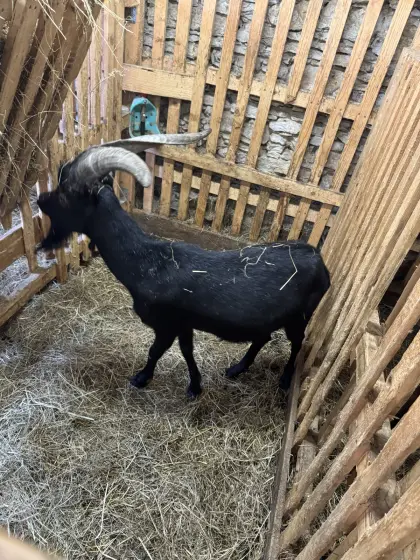 Aosta-Bock