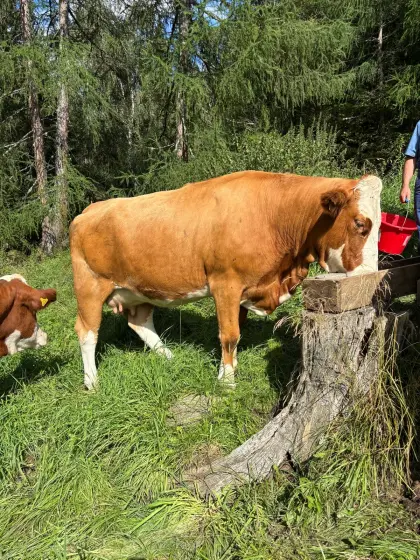 Fleckviehkalbin, hochträchtig aus langlebiger Kuhfamilie