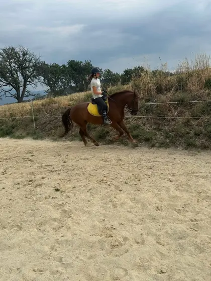 Freizeitpferd